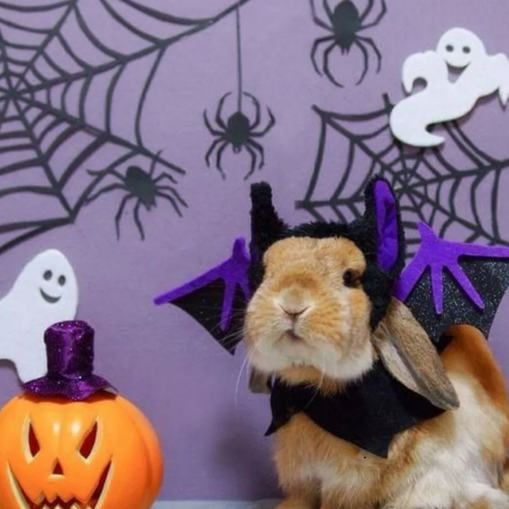 Bunny Captions For Instagram Halloween