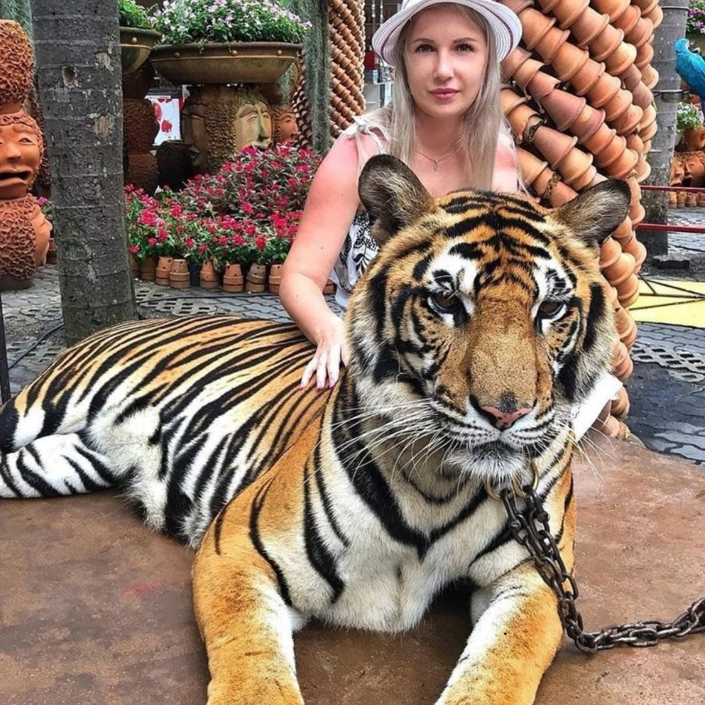200+ Inspiring International Tiger Day Captions for Celebrating Wildlife 6 International Tiger Day Captions
